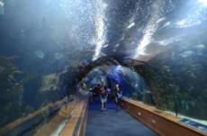 En tunnel under fiskarna i Oceanografic