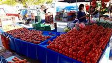 Härliga tomater på marknad i Erimioni