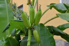 Bananer på kvist - mitt i stan