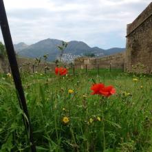 Vallmo vid den gamla ruinen i Port Roses Vallmo vid den gamla ruinen i Port Roses