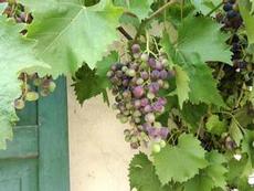 Vindruvorna mognar i solen
