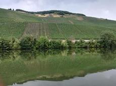 Vinodlingar längs Mosel