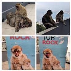 Aporna på Gibralterklippan Aporna på Gibralterklippan