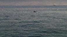 Ett stim av delfiner mötte oss i Ria de Vigo