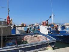 Fiskehamn med mängder av fiskebåtar