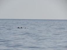 Delfiner på besök