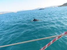 Delfiner runt Ofelia vid porto Palma