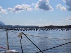 Har odlas musslor i mängder vid inloppet av Olbias hamn
