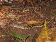 Snake on the trail